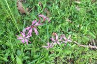 Lychnis flos-cuculi
