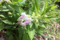 Melittis melissophyllum