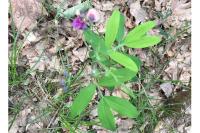 Lathyrus linifolius