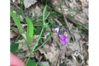 Lathyrus linifolius