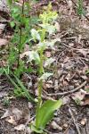 Platanthera chlorantha