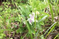 Melittis melissophyllum