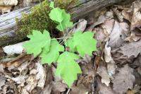 Torminalis glaberrima