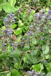 Ajuga reptans