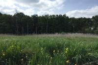 Phragmites australis