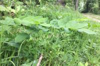 Polygonatum multiflorum