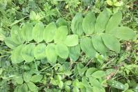 Polygonatum multiflorum