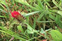 Trifolium incarnatum