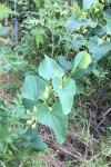 Aristolochia clematitis