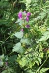 Lamium maculatum