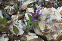 Prunella vulgaris