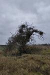 Viscum album