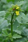 Sinapis alba