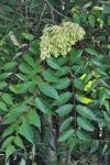 Ailanthus altissima