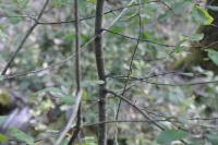Frangula alnus