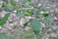 Frangula alnus