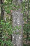 Fagus sylvatica