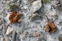 Fagus sylvatica