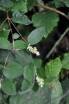 Symphoricarpos albus