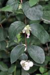 Symphoricarpos albus