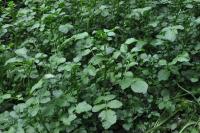Nasturtium officinale