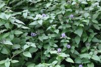 Mentha aquatica