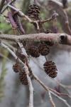 Alnus glutinosa
