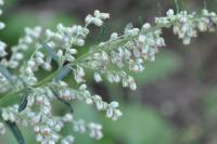 Artemisia vulgaris
