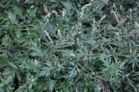 Artemisia vulgaris