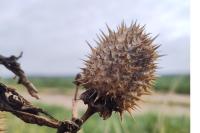Datura stramonium