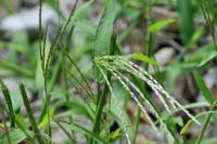 Digitaria sanguinalis