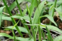 Digitaria sanguinalis
