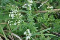 Galium mollugo