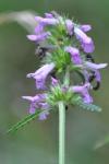 Betonica officinalis