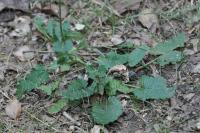 Betonica officinalis