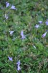Campanula rapunculus