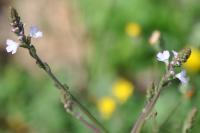 Verbena officinalis