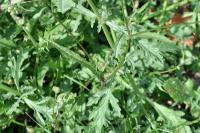 Verbena officinalis