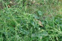 Rumex pulcher