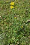 Jacobaea vulgaris
