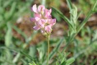 Onobrychis viciifolia
