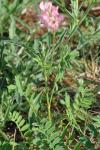 Onobrychis viciifolia