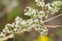 Galium album