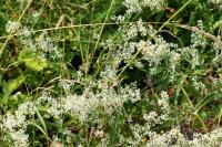 Galium album