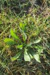 Plantago lanceolata