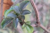 Sambucus nigra