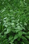 Lapsana communis