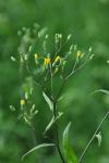 Lapsana communis