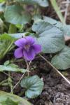 Viola odorata