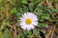 Bellis perennis